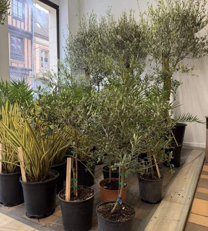 Oliviers cultivés en pots VERNEUIL D'AVRE ET D'ITON