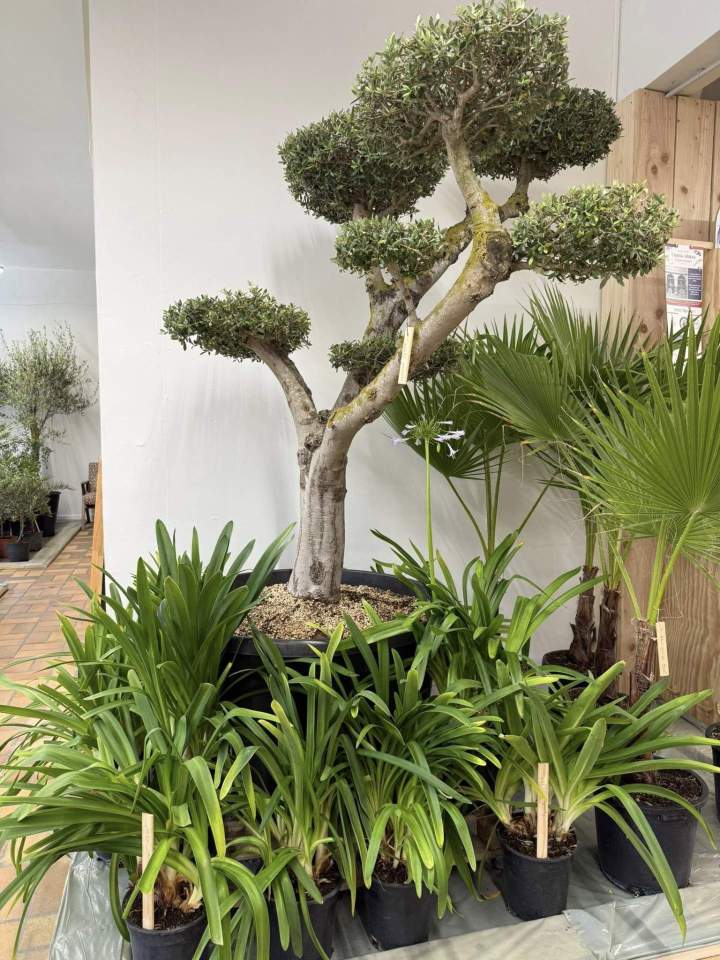 Une sélection de végétaux pour embellir votre jardin.