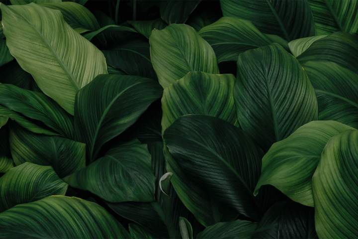 Plante verte Verneuil d'Avre et d'Iton